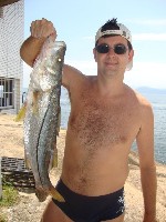 Descrio: robalo marcelo2 mini.jpg
