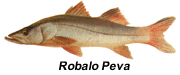 Peva Peixes de Praia